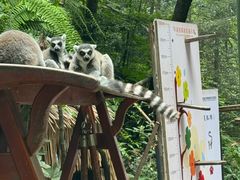 -中国大熊猫保护研究中心雅安碧峰峡基地