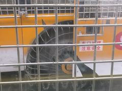 -横道河子东北虎林园