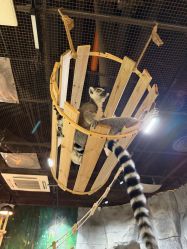 -Zoolung Zoolung动物主题公园(海信广场店)