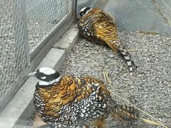 -青藏高原野生动物园