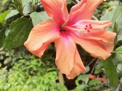 -呀路古热带植物园