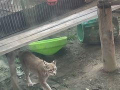 -青藏高原野生动物园
