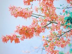 -莲花山公园