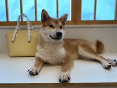 -Let's go狗咖·猫咖·奶狗·桌游(春熙路IFS店)