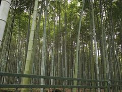 -杭州植物园
