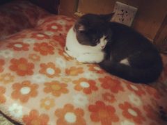 -猫咪博物馆(顶澳仔猫街店)