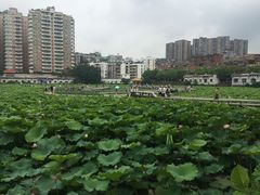 -潘塘公园