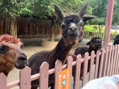 -泉州海丝野生动物世界