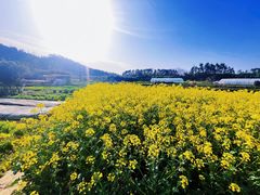 -青龙山国家森林公园