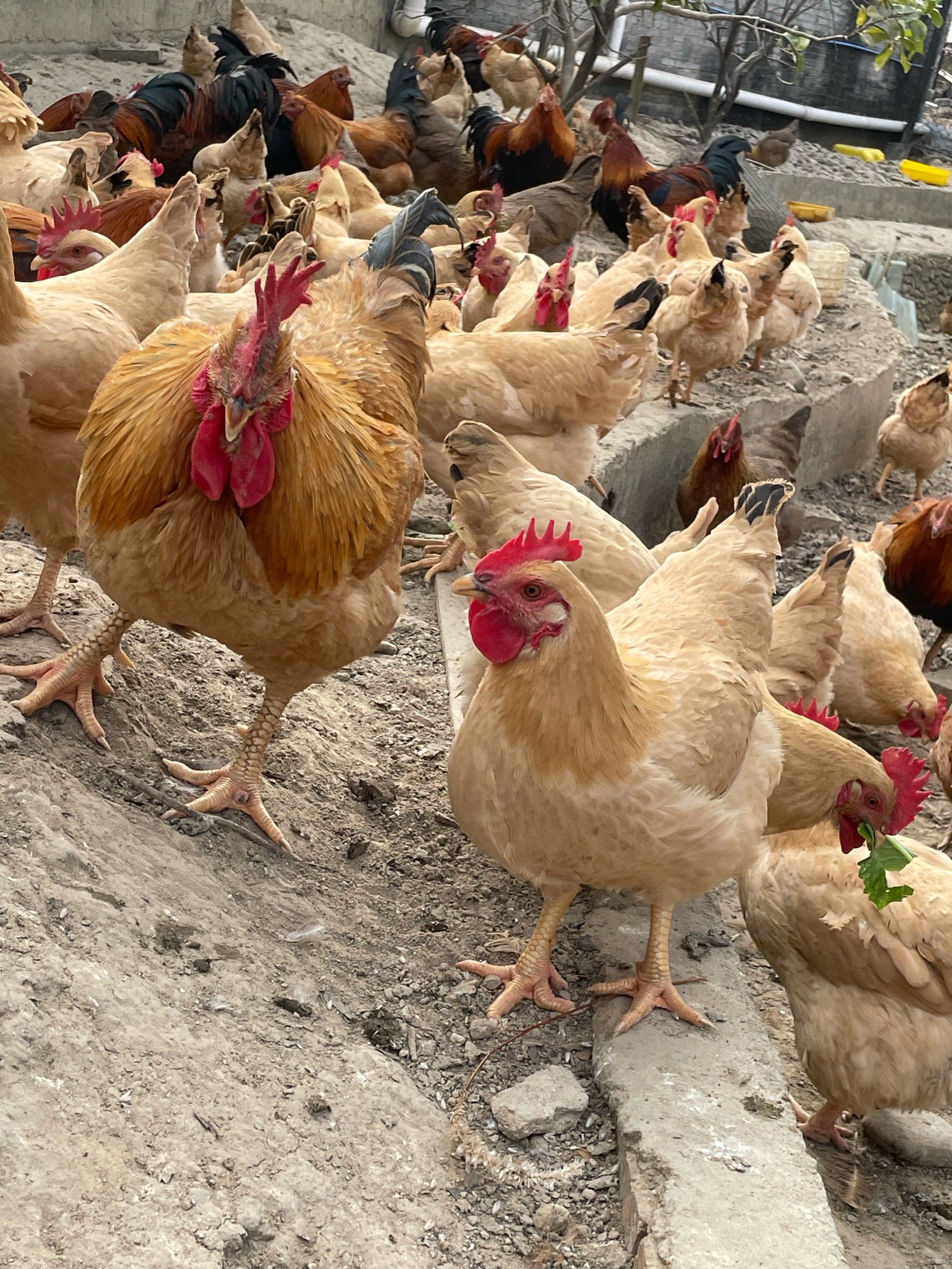 鸡群嬉戏,来自田园的新鲜直送!