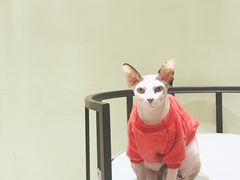 -藏猫猫咖啡主题馆(中央大道店)