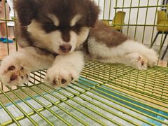 -Let's go狗咖·猫咖·奶狗·桌游(春熙路IFS店)