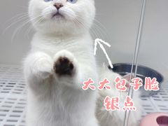 -lincat·猫舍(广州店)