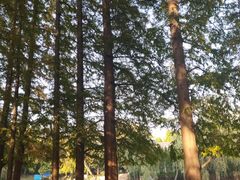 -八大关景区