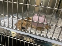 -中环花鸟鱼虫市场