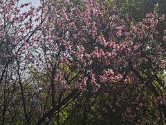 -南京市江宁方山