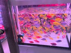 -花鸟鱼虫鲜花绿植市场(玉泉路店)