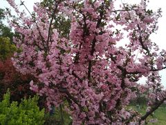 -春花秋色城市公园