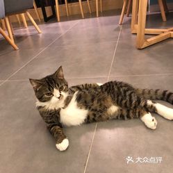 猫豆咖啡·猫咖的西瓜皮好不好吃？用户评价口味怎么样？深圳美食西瓜皮 