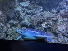 -海合安青岛极地海洋公园