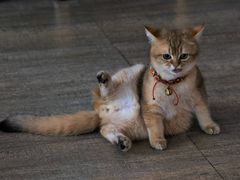 -猫咪咖啡·猫咖(万达广场店)