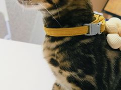 -谐和贝康宠物医院24小时·宠保定点(急重症转诊中心)