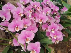 -石家庄市植物园