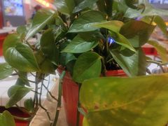 -蛙一刀·麻椒鱼火锅(金仙桥店)