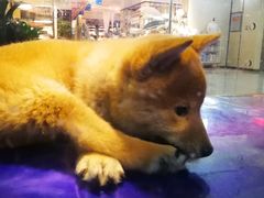 -乐宠宠物店(世纪金源店)