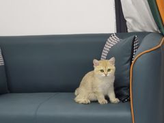 -lincat·猫舍(广州店)