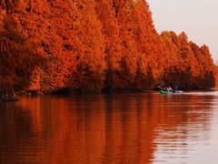 -上海海湾国家森林公园