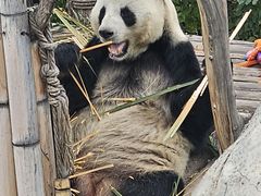 -青藏高原野生动物园