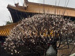 -普陀山风景名胜区-法雨禅寺