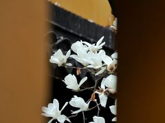 -龙华寺