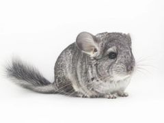 -龙猫仔乐园(惠福东路店)