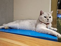 -藏猫猫咖啡主题馆(中央大道店)