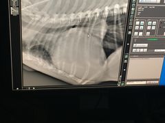 -爱侣宠医·鹦鹉专科·小型哺乳类·异宠专科(灵石路店)