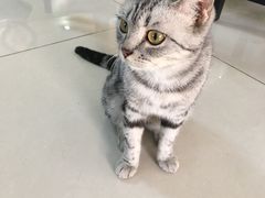 -鼓捣猫呢主题猫咖店