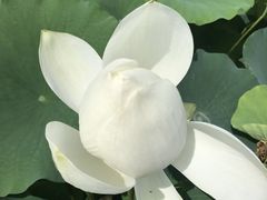 -白洋淀景区