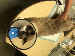 -安安宠医·安宠宠物医院