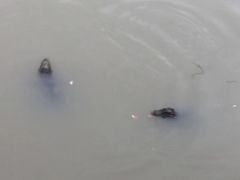 -中国扬子鳄村