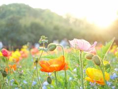 -上海共青森林公园