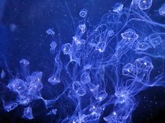 -青岛海底世界-水族馆