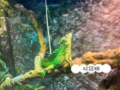 -西安曲江海洋极地公园