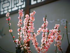 -莘庄梅园