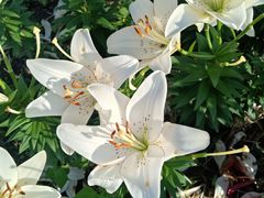 -长春公园(普阳街道)