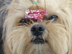 -安安宠医宠物医院·异宠·犬猫内科(岳阳分院)