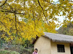 -千年银杏谷文化旅游区