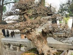 -虎丘山风景名胜区