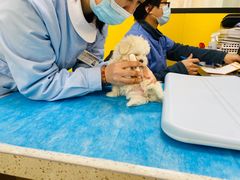 -瑞派·爱瑞可动物医院·口腔专科(广华新城分院)
